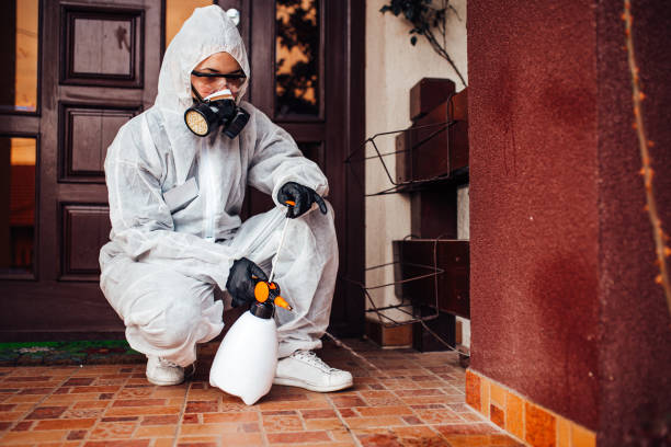 Reliable Wasp Removal contractor in Kenner, LA by Show Me Pest Control
